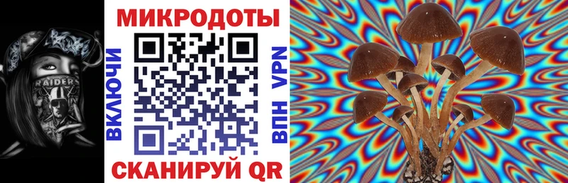 блэк спрут как зайти  Брянск  Псилоцибиновые грибы мицелий 